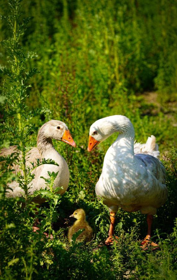 Arca Dos Animais - Farming & Spa Castelo Branco  Exteriér fotografie