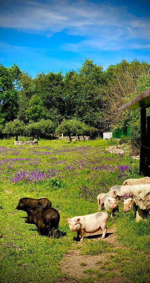 Arca Dos Animais - Farming & Spa Castelo Branco  Exteriér fotografie