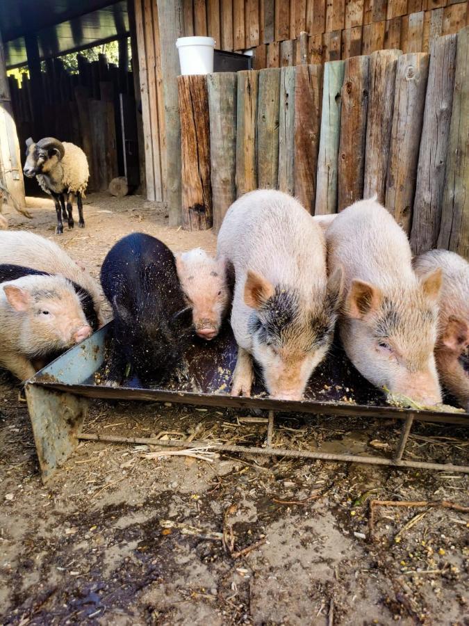 Arca Dos Animais - Farming & Spa Castelo Branco  Exteriér fotografie