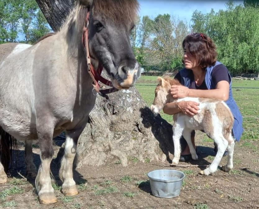 Arca Dos Animais - Farming & Spa Castelo Branco  Exteriér fotografie
