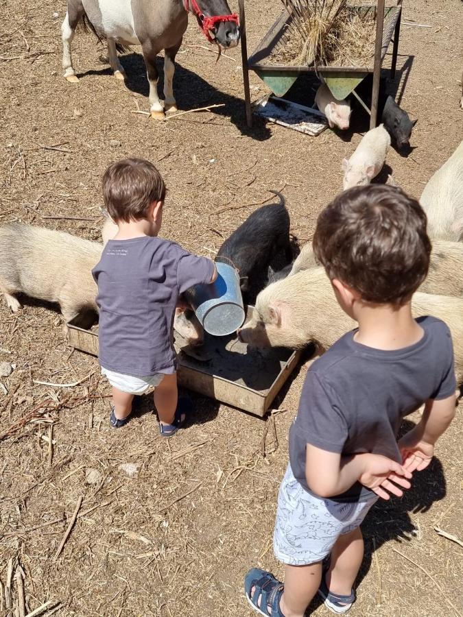 Arca Dos Animais - Farming & Spa Castelo Branco  Exteriér fotografie
