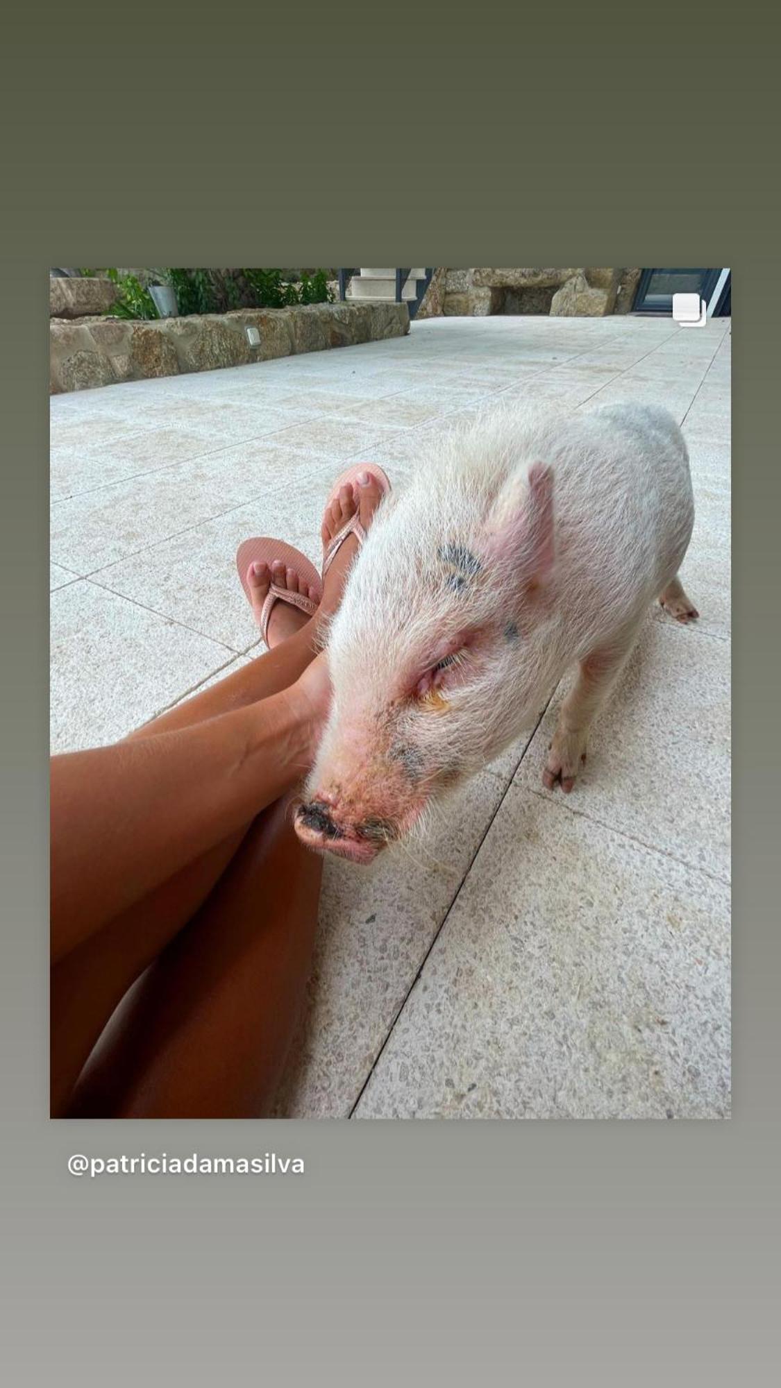Arca Dos Animais - Farming & Spa Castelo Branco  Exteriér fotografie